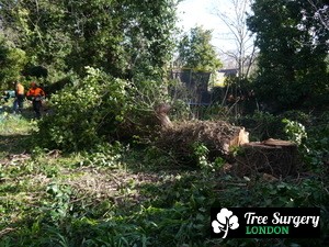 The Best Tree Surgeons around London