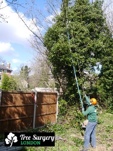 Proven Tree Care based around London