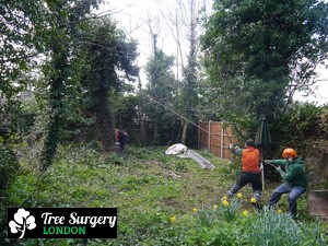 Top Quality Tree Felling in London