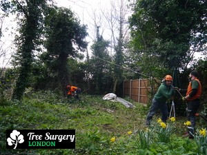 Excellent Tree Felling based around London