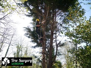 Second-to-none Tree Pruning around London