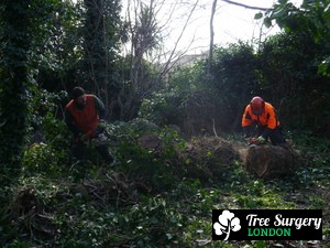 Proficient Tree Removal in London