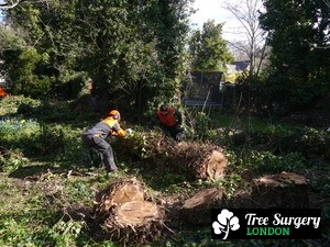 Dependable Tree Removal based around London