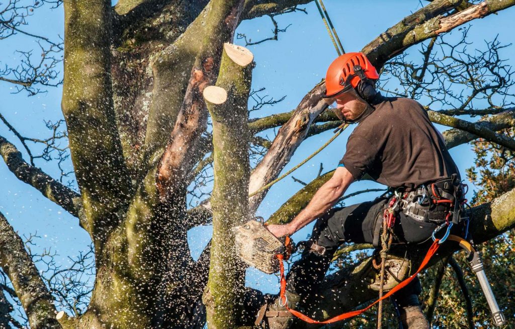 Tree Surgeon