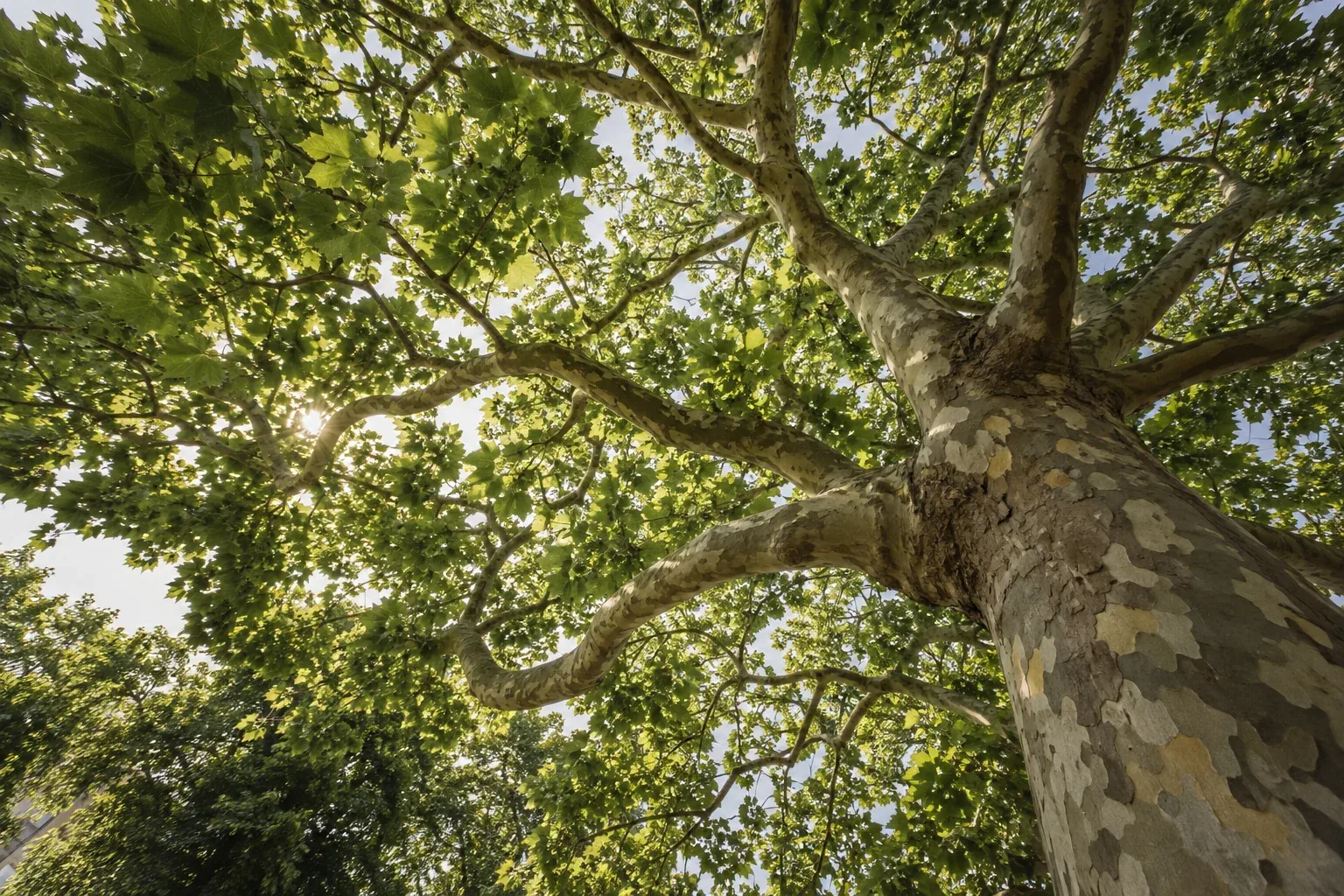 Looking up into a healthy London plane tree