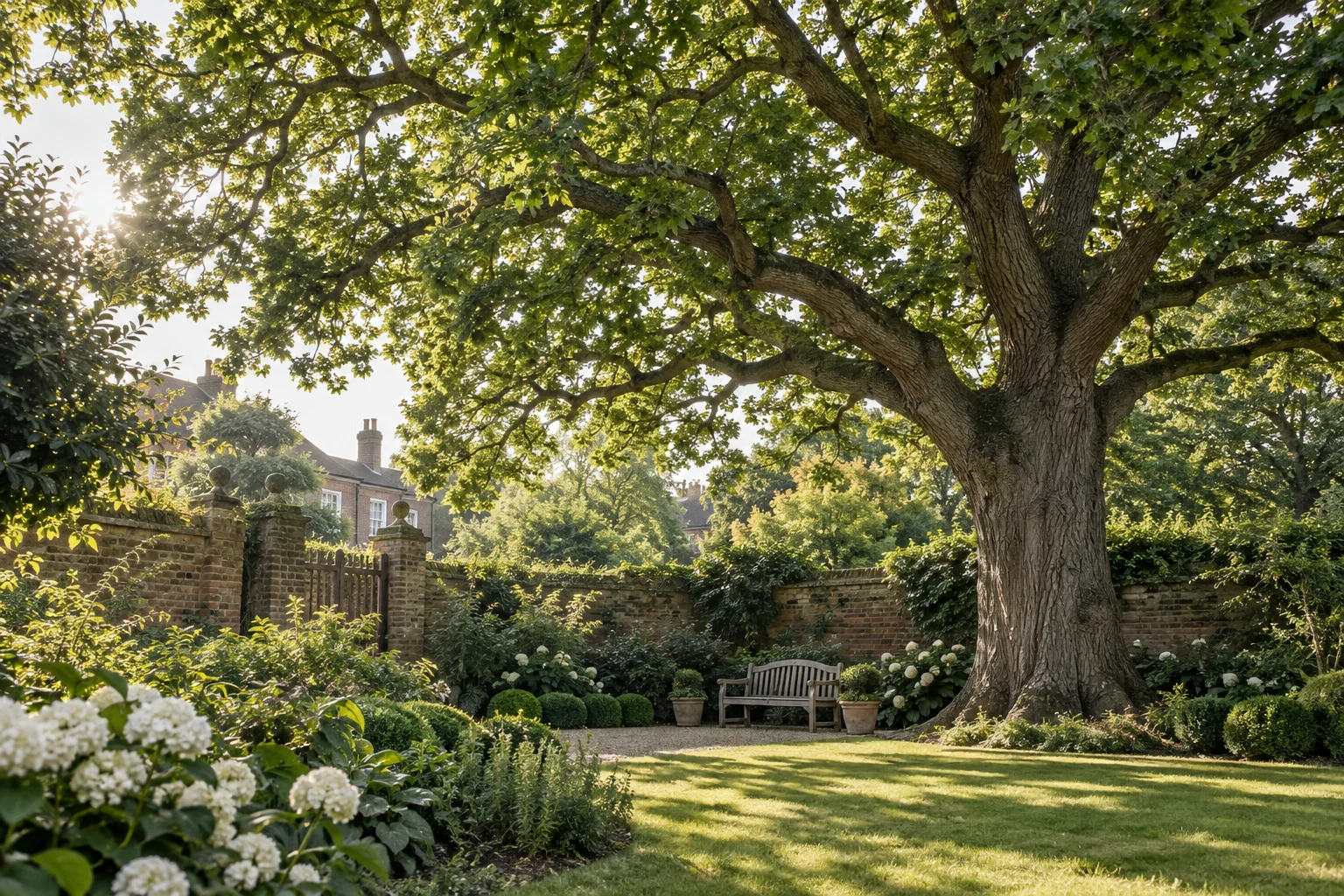 Healthy mature oak in an English garden