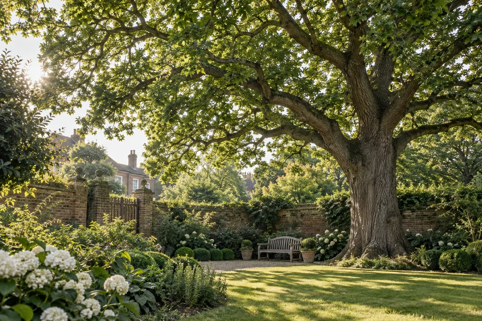 Healthy mature oak in an English garden