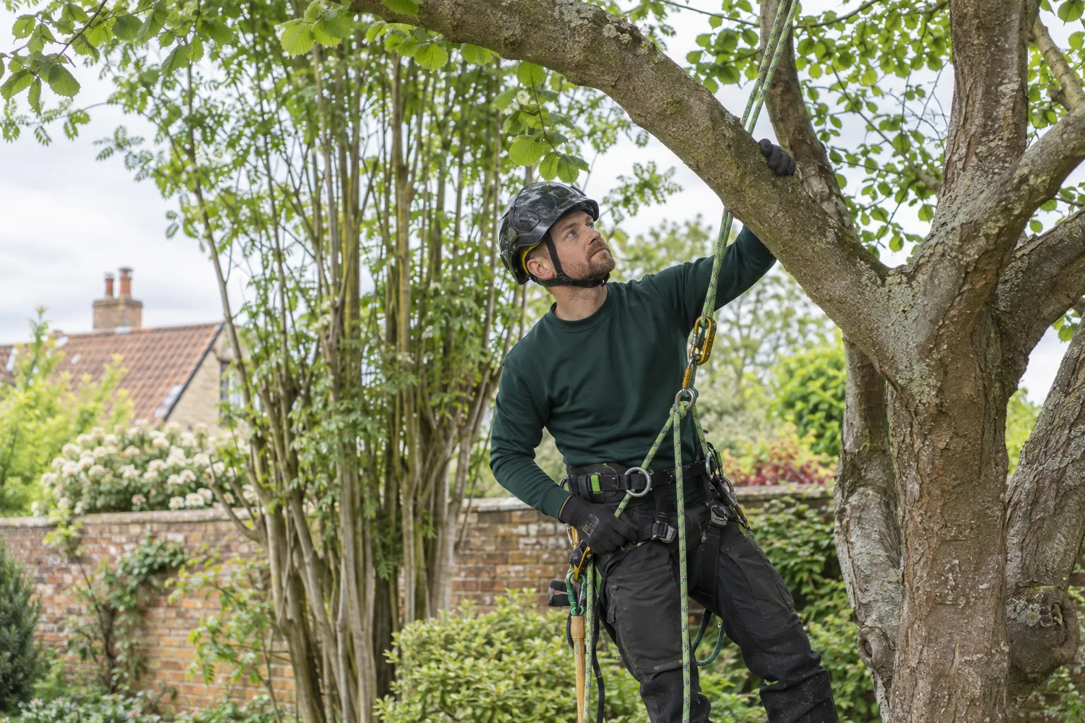 Roped arborist inspecting branching structure