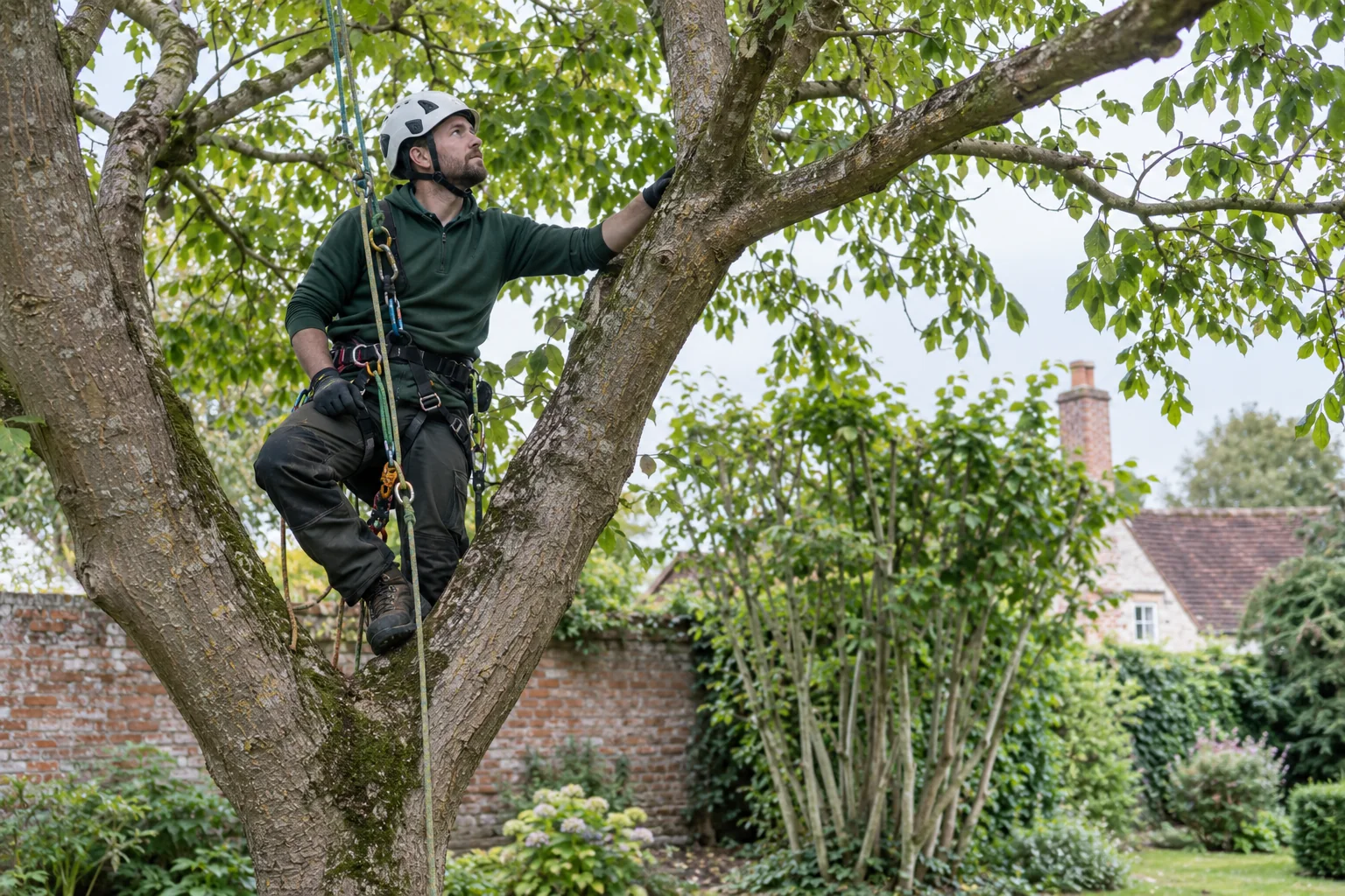 Roped arborist inspecting branching structure